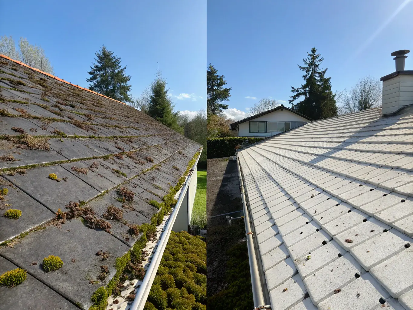 A dramatic before-and-after photo of a residential roof in Sandpoint, Idaho, showing the removal of moss and algae, with the cleaned section appearing bright and renewed under a clear sky.
